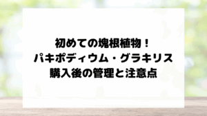 初めての塊根植物！パキポディウム・グラキリス購入後の管理と注意点