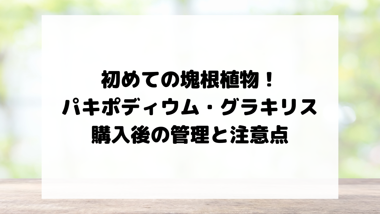 初めての塊根植物！パキポディウム・グラキリス購入後の管理と注意点