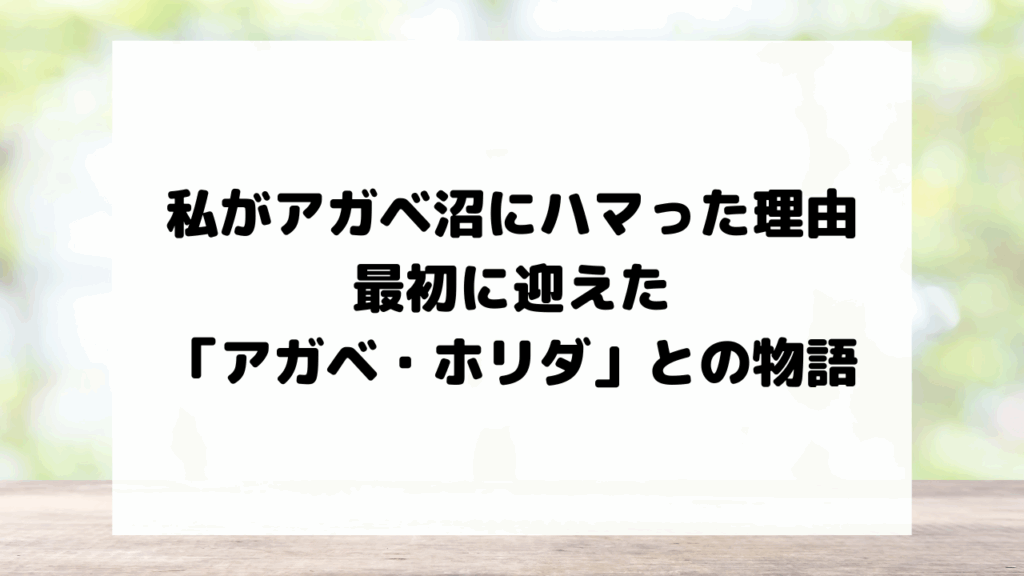 私がアガベ沼にハマった理由と、最初に迎えた「アガベ・ホリダ」との物語