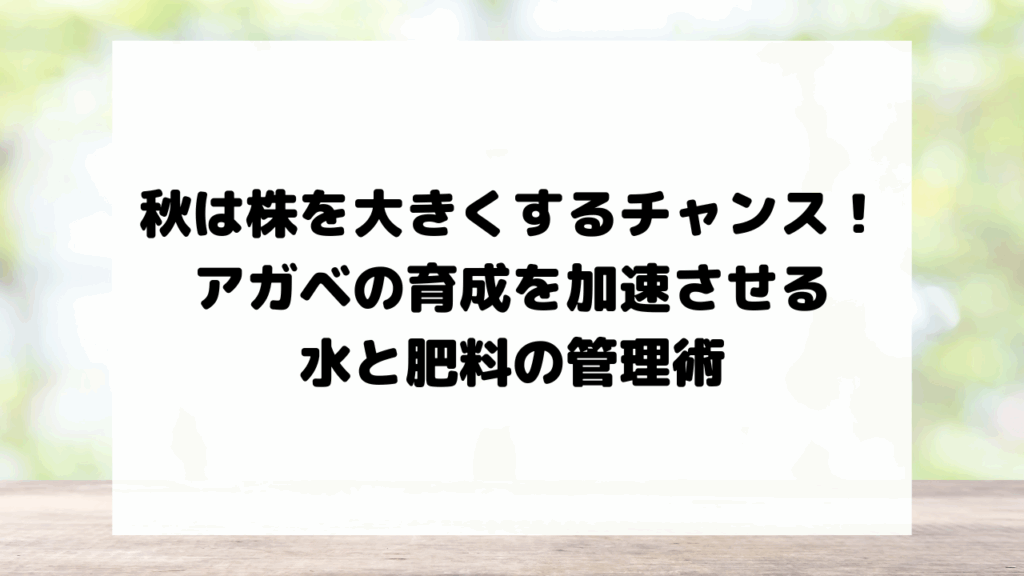 秋は株を大きくするチャンス！アガベの育成を加速させる水と肥料の管理術
