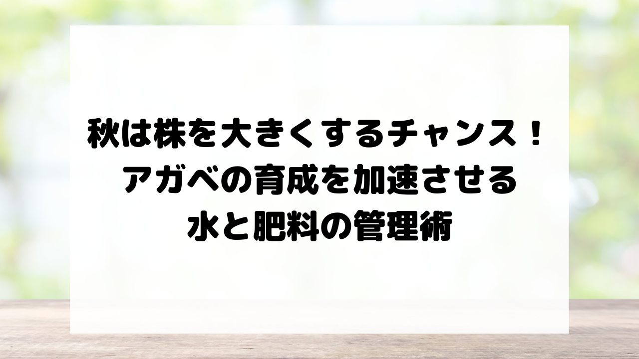 秋は株を大きくするチャンス!アガベの育成を加速させる水と肥料の管理術
