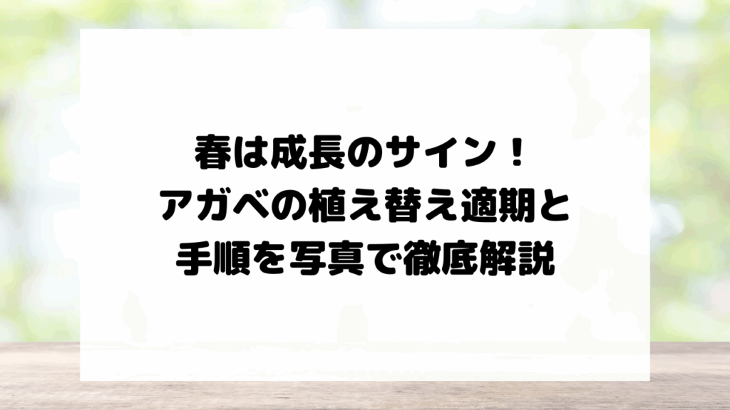 春は成長のサイン！アガベの植え替え適期と手順を写真で徹底解説