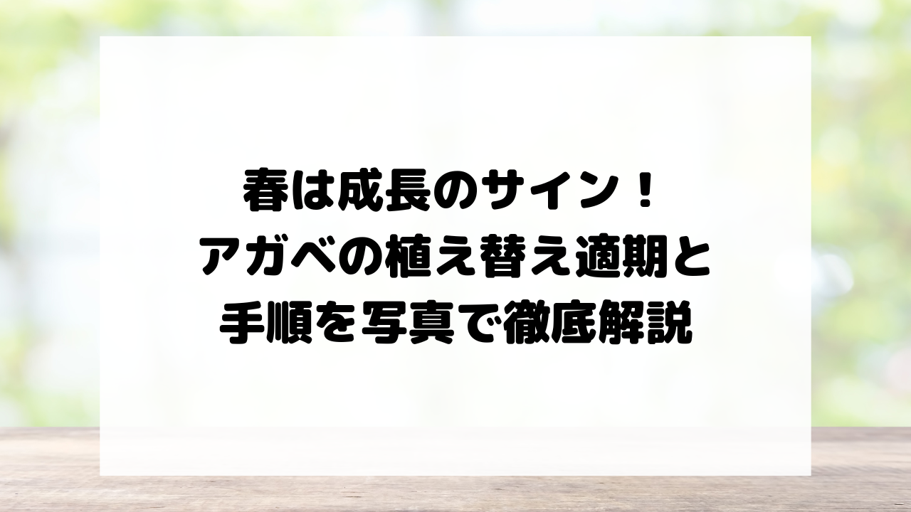 春は成長のサイン!アガベの植え替え適期と手順を写真で徹底解説