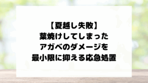 【夏越し失敗】葉焼けしてしまったアガベのダメージを最小限に抑える応急処置