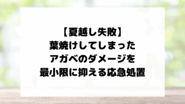【夏越し失敗】葉焼けしてしまったアガベのダメージを最小限に抑える応急処置