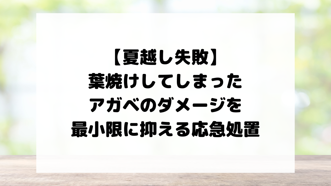 【夏越し失敗】葉焼けしてしまったアガベのダメージを最小限に抑える応急処置