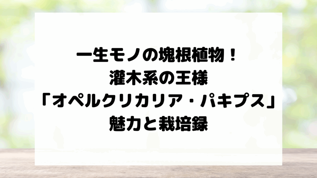 一生モノの塊根植物！灌木系の王様「オペルクリカリア・パキプス」の魅力と栽培録