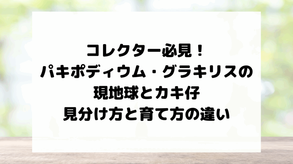 コレクター必見！パキポディウム・グラキリスの現地球とカキ仔の見分け方と育て方の違い