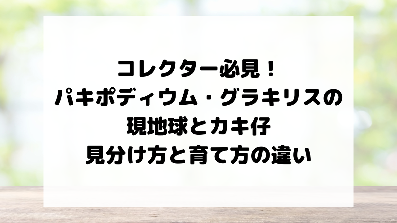 コレクター必見!パキポディウム・グラキリスの現地球とカキ仔の見分け方と育て方の違い