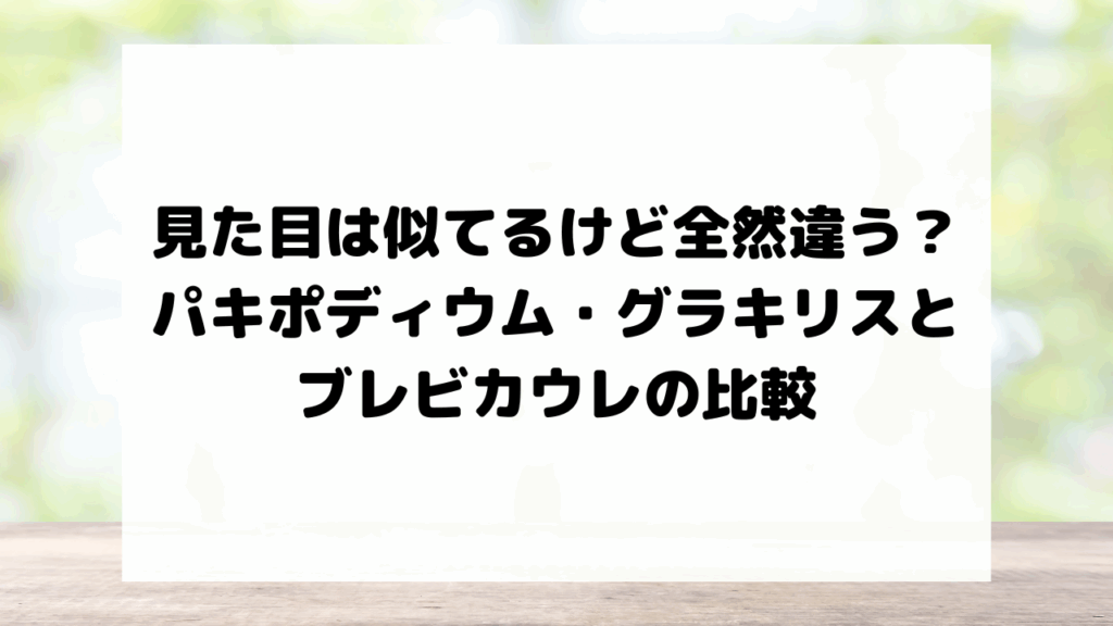 見た目は似てるけど全然違う？パキポディウム・グラキリスとブレビカウレの比較