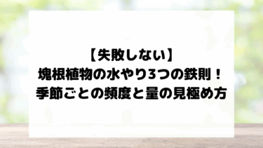 【塊根植物・アガベの水やり】失敗しない3つの鉄則と季節ごとの頻度・量の見極め方
