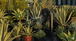 風通しの良いベランダに置かれ、サーキュレーターで常に風を送られているアガベのコレクション。株をがっしりと鍛え、病害虫を防ぐ「風」の管理の重要性を示している。