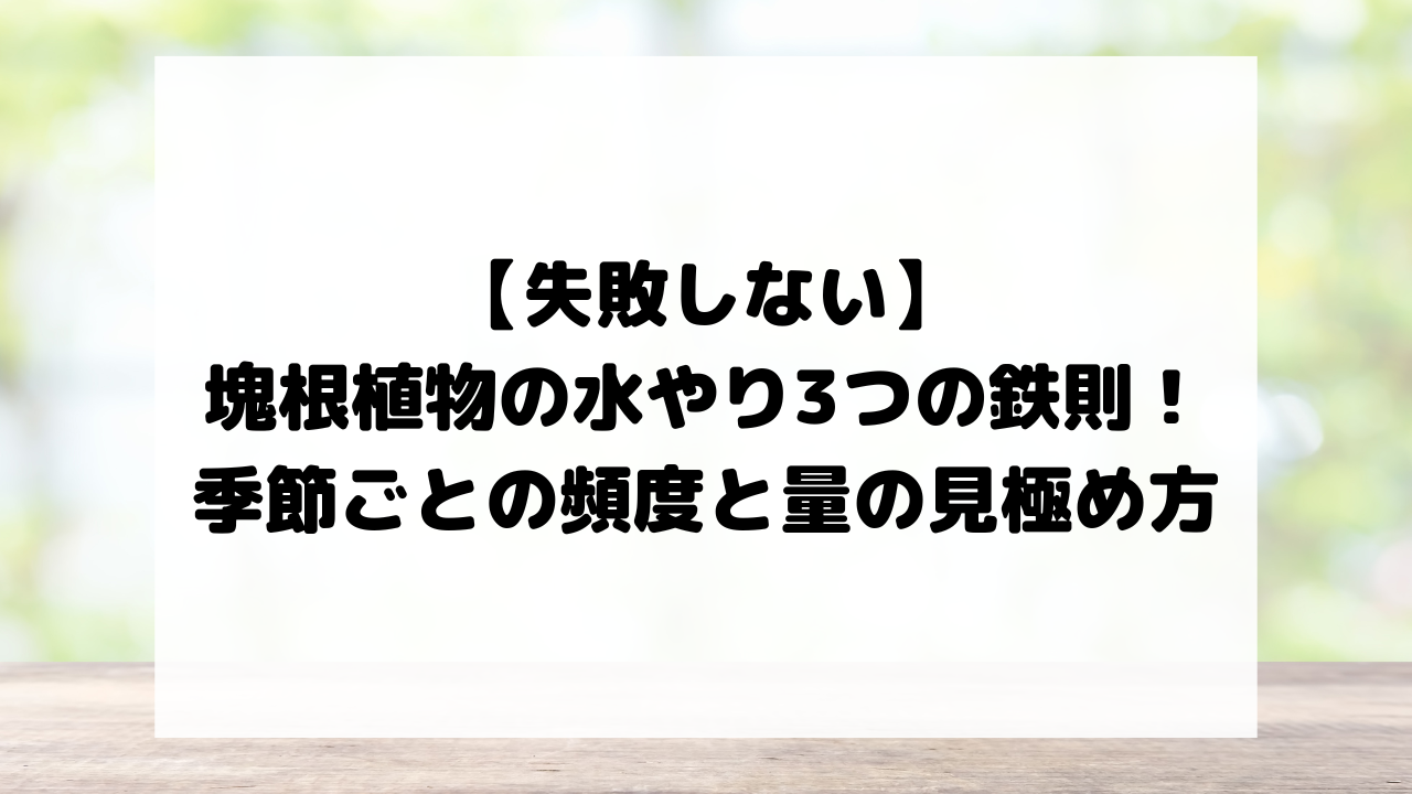 【失敗しない】塊根植物の水やり3つの鉄則！季節ごとの頻度と量の見極め方