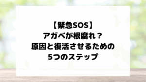 【緊急SOS】アガベが根腐れ？原因と復活させるための5つのステップ