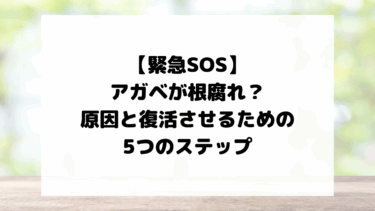 【アガベの根腐れ】復活させる5つの緊急ステップ｜原因と見分け方、予防策も徹底解説