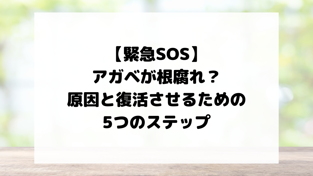 【緊急SOS】アガベが根腐れ?原因と復活させるための5つのステップ