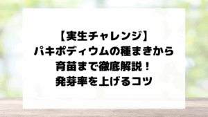 【実生チャレンジ】パキポディウムの種まきから育苗まで徹底解説！発芽率を上げるコツ
