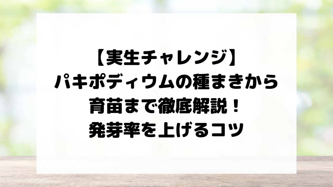 【実生チャレンジ】パキポディウムの種まきから育苗まで徹底解説!発芽率を上げるコツ