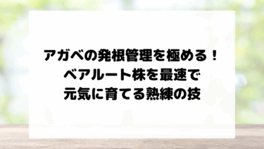 【アガベの発根管理】ベアルート株を成功させる3つの方法｜水耕・土耕・ミズゴケを徹底比較