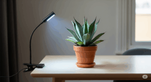 室内でアガベを育てるための、シンプルな育成環境。机の上に置かれた一株が、小型のLED育成ライトに照らされており、日照不足を補う必須アイテムの重要性を示している。