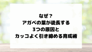 なぜ？アガベの葉が徒長する3つの原因とカッコよく引き締める育成術