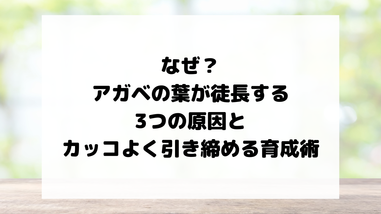 なぜ？アガベの葉が徒長する3つの原因とカッコよく引き締める育成術
