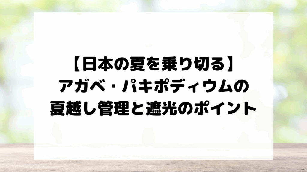 【日本の夏を乗り切る】アガベ・パキポディウムの夏越し管理と遮光のポイント