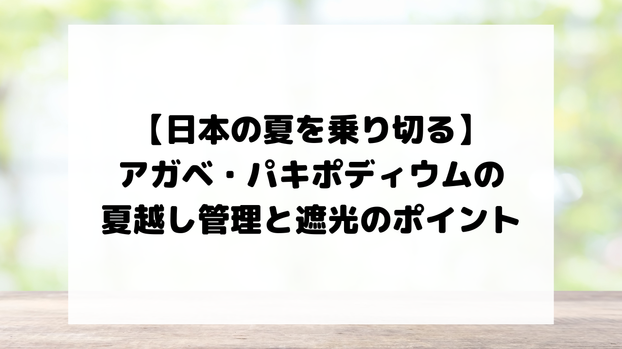【日本の夏を乗り切る】アガベ・パキポディウムの夏越し管理と遮光のポイント