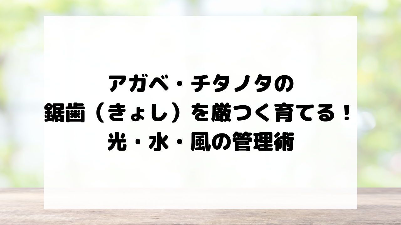 アガベ・チタノタの鋸歯（きょし）を厳つく育てる！光・水・風の管理術