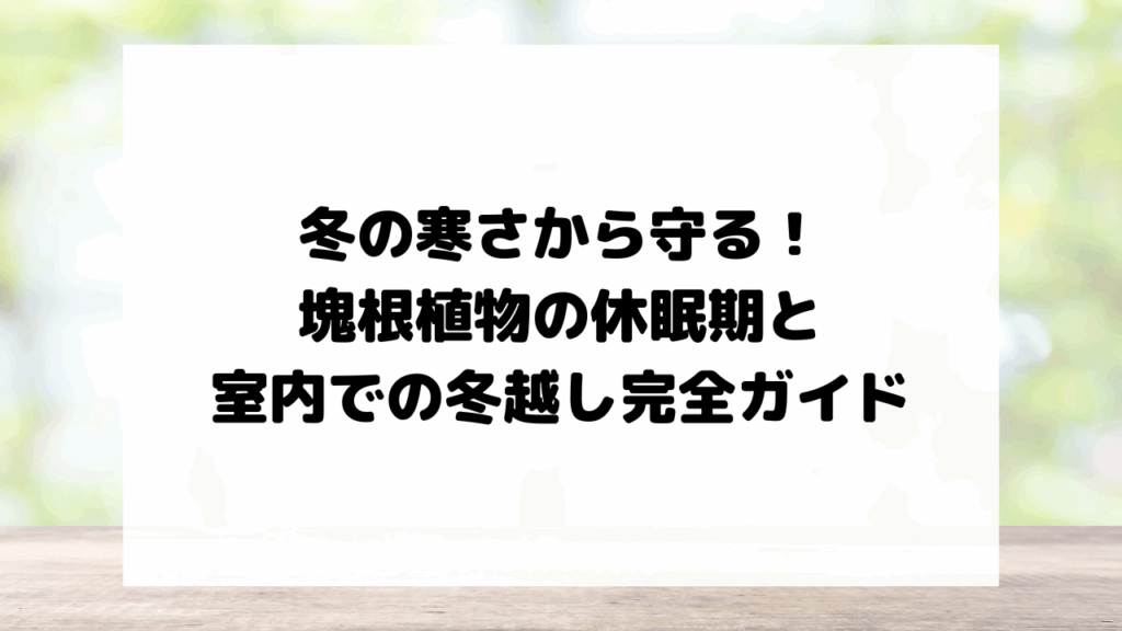 冬の寒さから守る！塊根植物の休眠期と室内での冬越し完全ガイド
