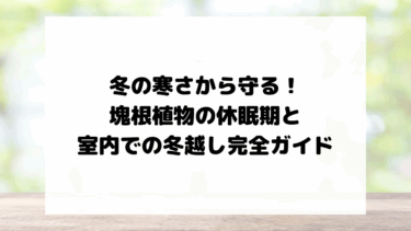 【アガベ・塊根植物の冬越し】休眠期の見分け方から室内管理まで｜失敗しないための完全ガイド
