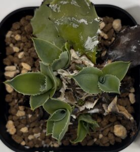 【胴切り講座】アガベを増やして形を整える！時期と手順、成功の秘訣を写真付きで解説