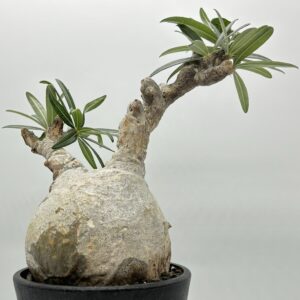 パキポディウム・グラキリスでいかつい風貌