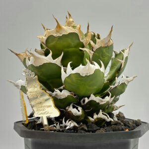 強い光を浴びて、鋸歯と葉が美しく赤く染まったアガベ・チタノタ「レッドキャットウィーズル」。炎のように情熱的な、この品種ならではの独特な色合いの魅力が分かる。