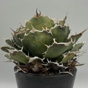 アガベ・チタノタ「白鯨」の成熟株。その名の通り白く幅広で、力強い鋸歯と、ボール状に詰まった美しいフォルムが特徴。王道の人気品種としての風格が伝わる一枚。