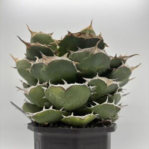 オテロイFO76の素敵なアガベチタノタ