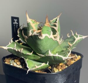 アガベ・チタノタ人気品種図鑑】白鯨からシーザーまで！魅力と特徴を