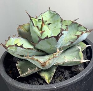 ブラックアンドブルーの色合いが素敵なアガベ