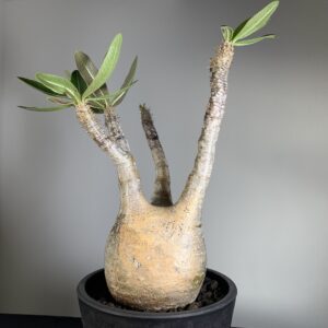 パキポディウム・グラキリスの現地球でヒロセが初めに購入した株