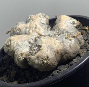 パキポディウム・ブレビカウレで平坦な形をしている