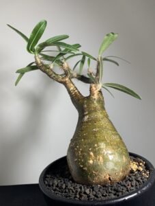 パキポディウム・グラキリスの現地球で色合いがよい雰囲気