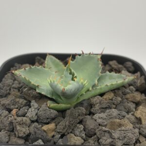 【胴切り講座】アガベを増やして形を整える！時期と手順と成功の秘訣を解説