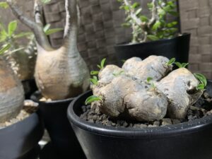 パキポディウム・グラキリスとブレビカウレをまとめた写真