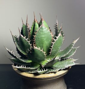 私のアガベホリダ