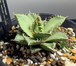 【胴切り講座】アガベを増やして形を整える！時期と手順、成功の秘訣を写真付きで解説