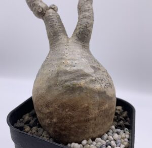 パキポディウム・グラキリスの現地球で未発根の株