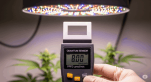 植物育成ライトの下で、PPFDメーター（光量子計）を使って光の強さを測定している様子。ライト選びで最も重要な指標であるPPFDを、具体的にどう測るのかを示した専門的な一枚。