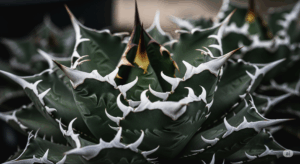 理想的に育て上げられ、白く太い鋸歯が激しくうねるアガベ・チタノタの完成形。この記事が目指す「厳つくカッコいい株姿」を最初に提示し、読者の期待感を高める一枚。