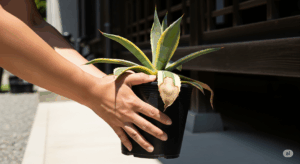 葉焼けしたアガベの鉢を、強い日差しの当たる場所から涼しい半日陰へ緊急避難させている様子。ダメージの拡大を防ぐための、最初に行うべき重要な応急処置を示している。