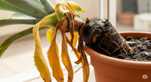 根腐れを起こしたアガベの株。下葉が黄色く枯れ、株元が黒ずんでブヨブヨしている。株がぐらつくなど、一目で危険と分かる根腐れの典型的な初期症状。